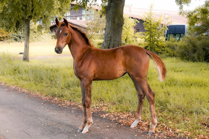 Deutsches Sportpferd, Stute in Krumke