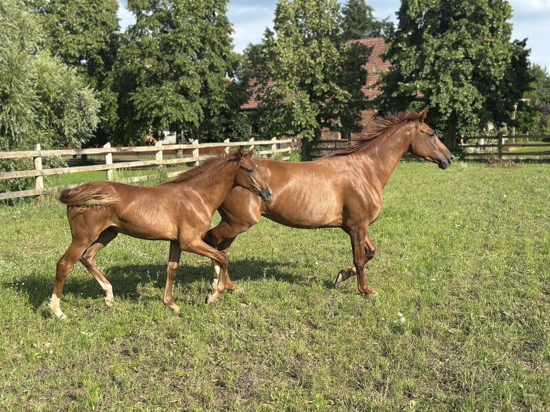 Deutsches Sportpferd, Stute in Müncheberg