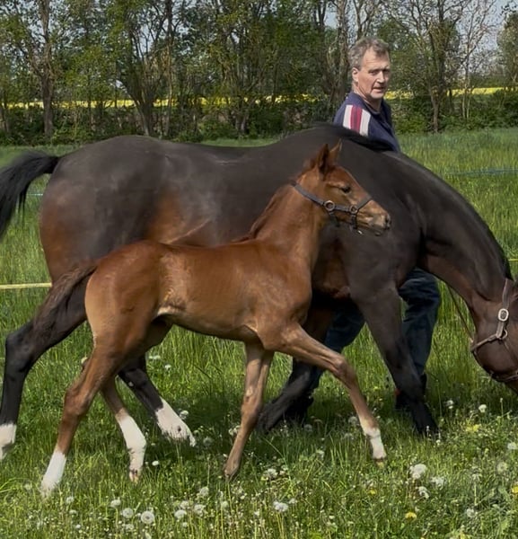 Deutsches Sportpferd, Stute in Schleibnitz