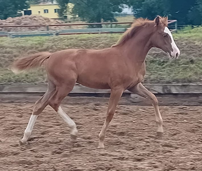 Deutsches Sportpferd, Stute in Farsleben