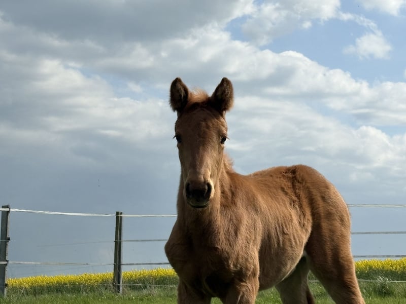 Deutsches Sportpferd, Stute in Heistenbach