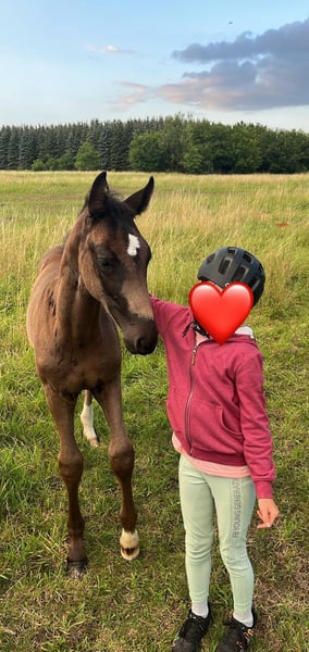Deutsches Sportpferd, Stute in Rochau