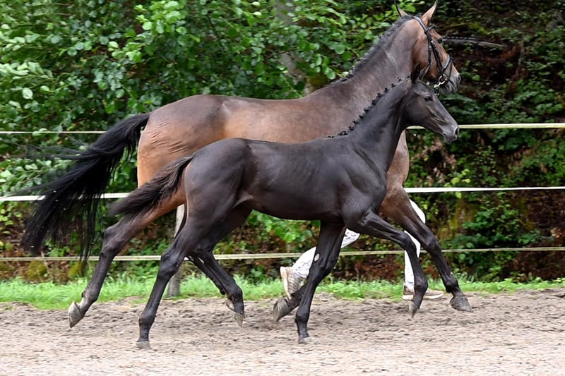 Deutsches Sportpferd, Stute in Niederstetten