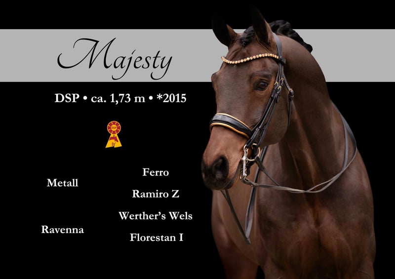 Deutsches Sportpferd, Wallach in Wehringen