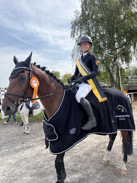Deutsches Sportpferd, Wallach in Walldorf