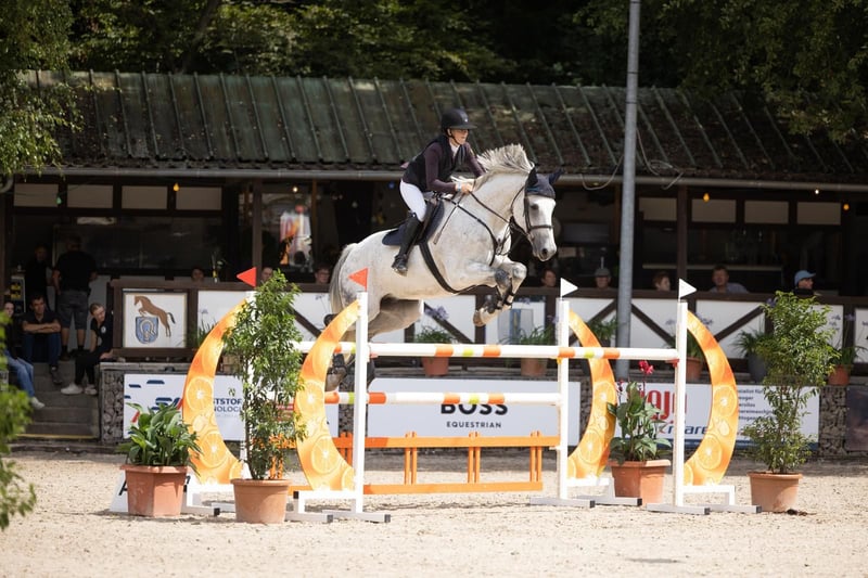 Deutsches Sportpferd, Wallach in Buchen (Odenwald)Wald