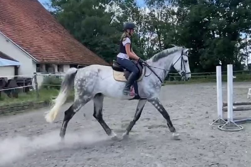 Deutsches Sportpferd, Wallach in Nersingen