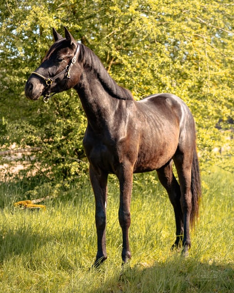 Deutsches Sportpferd, Wallach in Bayreuth