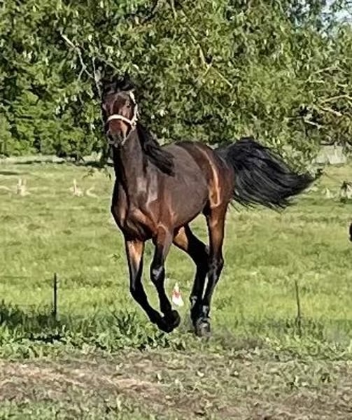 Deutsches Sportpferd, Wallach in Nassenheide