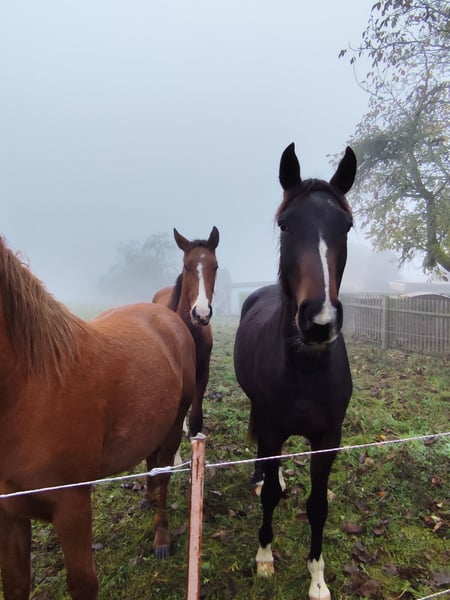 Deutsches Sportpferd, Wallach in Blankenheim