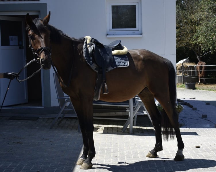 Deutsches Sportpferd, Wallach in Osburg