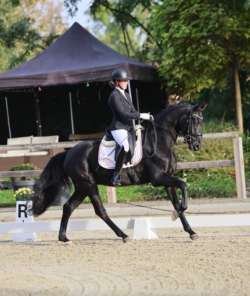 Deutsches Sportpferd, Wallach in Ladeburg