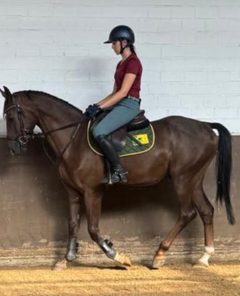 Deutsches Sportpferd, Wallach in KarlsfeldKarlsfeld