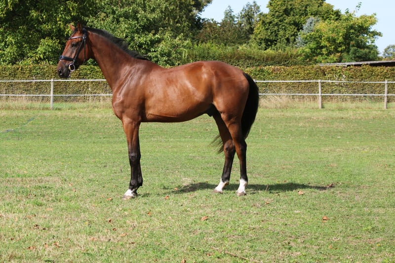 Deutsches Sportpferd, Wallach in Weiterstadt