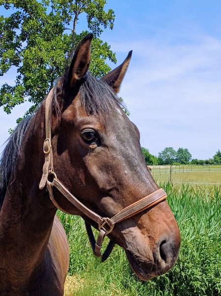 Deutsches Sportpferd, Wallach in Worms