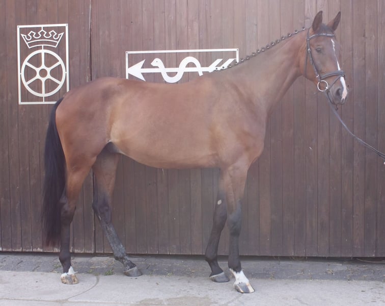 Deutsches Sportpferd, Wallach in Leuna
