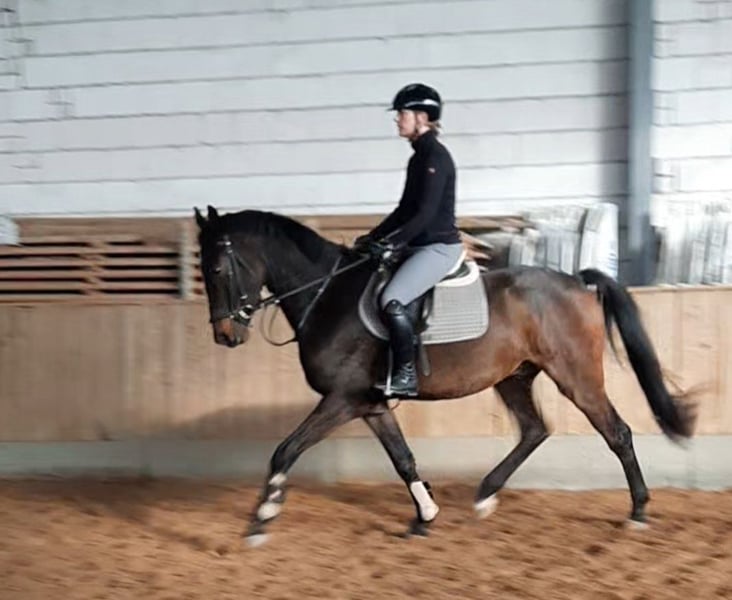 Deutsches Sportpferd, Wallach in Ilmtal-Weinstraße