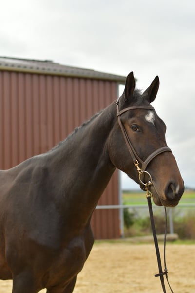 Deutsches Sportpferd, Wallach in Geilenkirchen