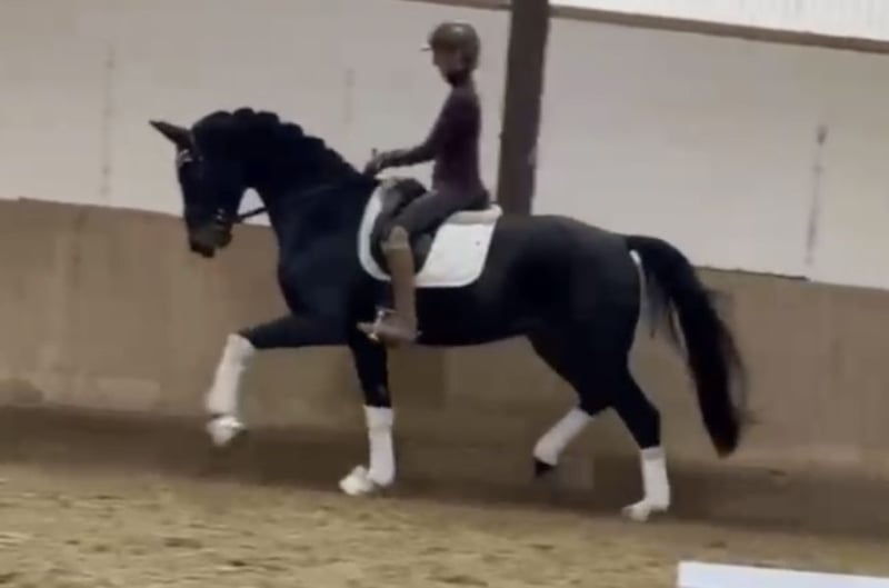 Deutsches Sportpferd, Wallach in Bielefeld