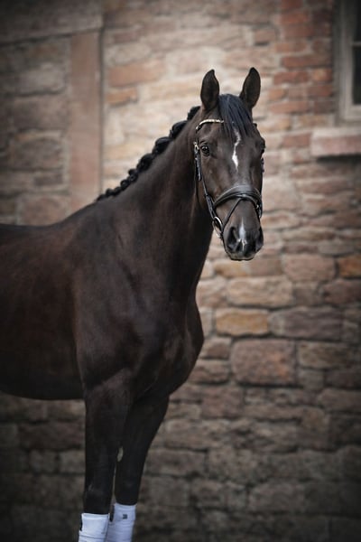 Deutsches Sportpferd, Wallach in Erlensee