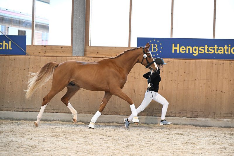 Deutsches Sportpferd, Wallach in Bad Griesbach I.rottal