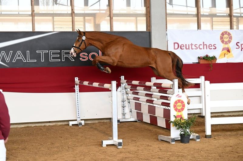 Deutsches Sportpferd, Wallach in Lauda-Königshofen