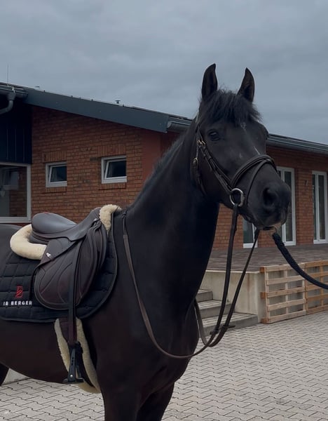 Deutsches Sportpferd, Wallach in Durmersheim