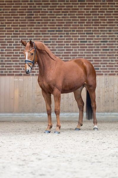 Deutsches Sportpferd, Wallach in Goch