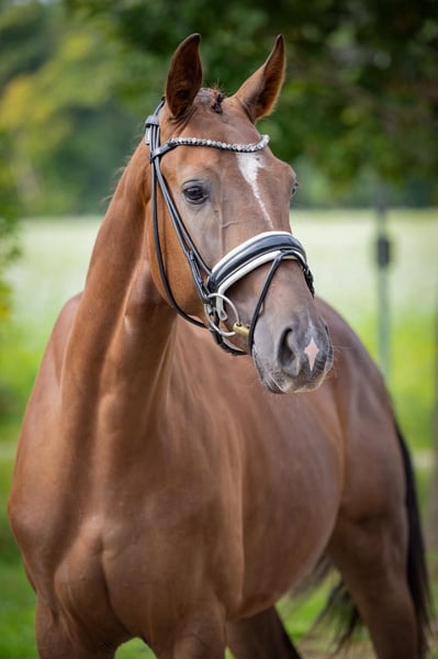 Deutsches Sportpferd, Wallach in Karlsfeld