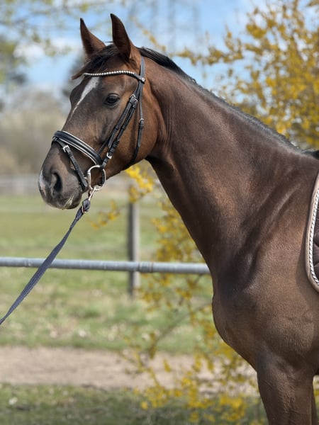 Deutsches Sportpferd, Wallach in Karlsfeld