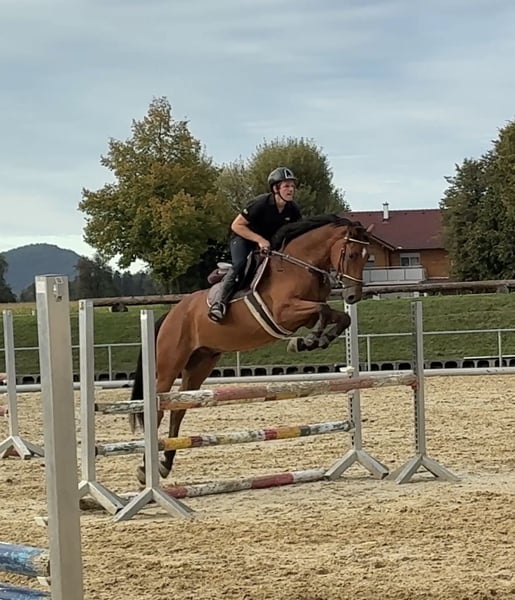 Deutsches Sportpferd, Wallach in Hohenstein