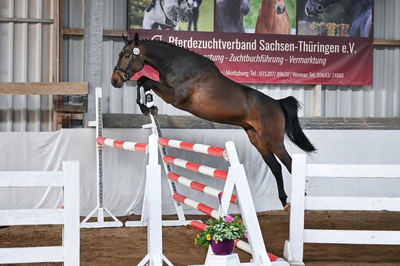 Deutsches Sportpferd, Wallach in Ilmtal-Weinstraße