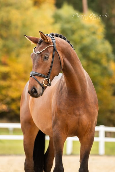 Deutsches Sportpferd, Wallach in Kirchenthumbach