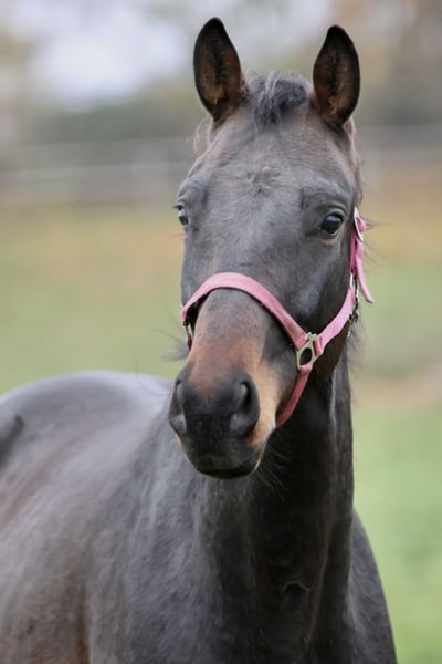 Deutsches Sportpferd, Wallach in Blekendorf