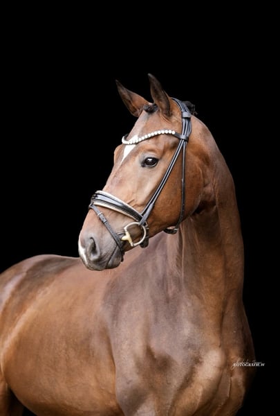 Deutsches Sportpferd, Wallach in Lehrberg