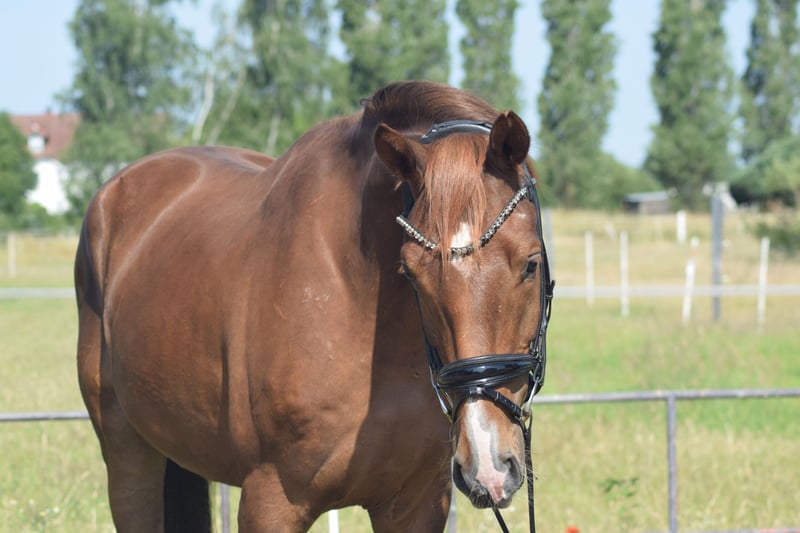 Deutsches Sportpferd, Wallach in Rohrlack