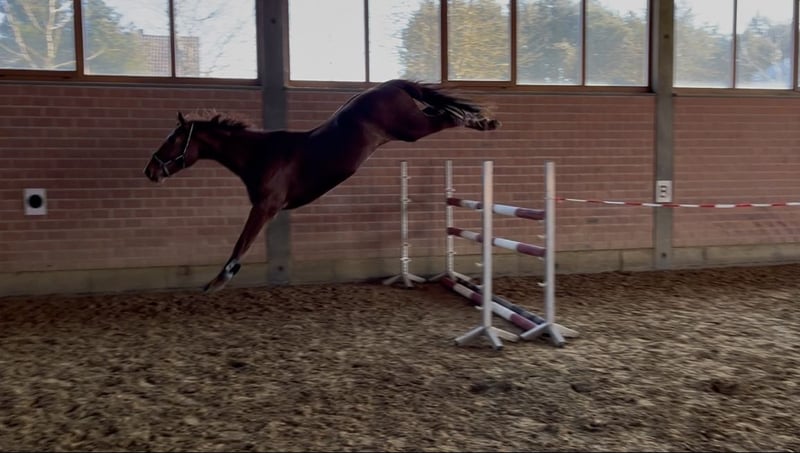 Deutsches Sportpferd, Wallach in Vöhl