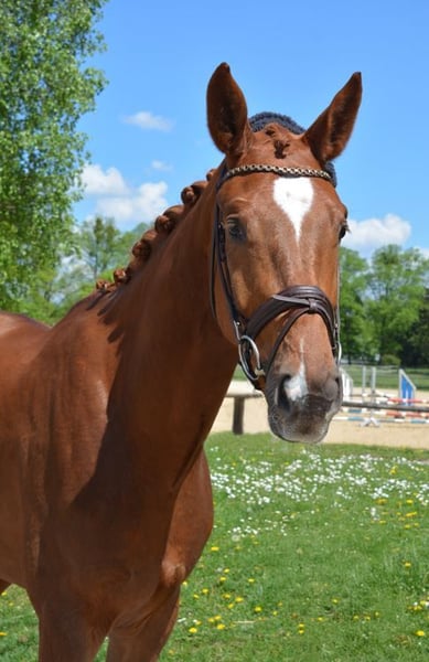 Deutsches Sportpferd, Wallach in München