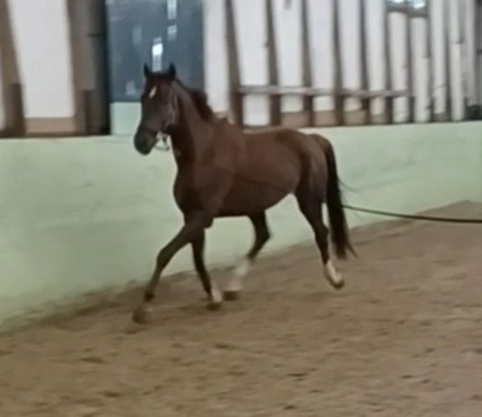 Deutsches Sportpferd, Wallach in Mühlenberge