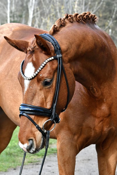 Deutsches Sportpferd, Wallach in Kamern