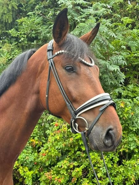 Deutsches Sportpferd, Wallach in Drackenstein