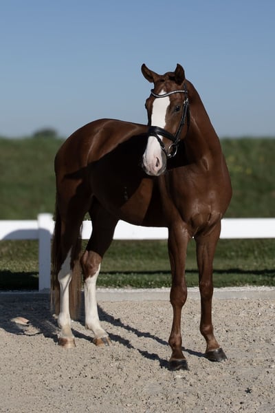 Deutsches Sportpferd, Wallach in Hawangen