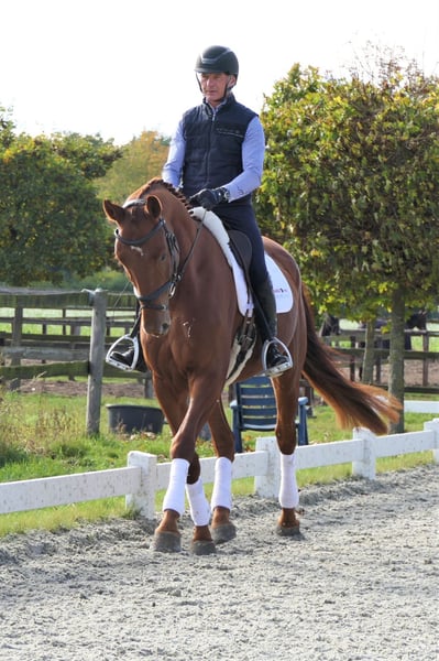 Deutsches Sportpferd, Wallach in Wedemark