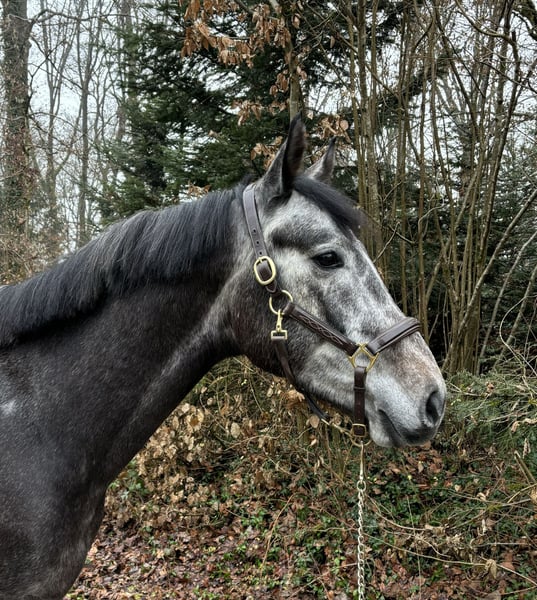 Deutsches Sportpferd, Wallach in Murg