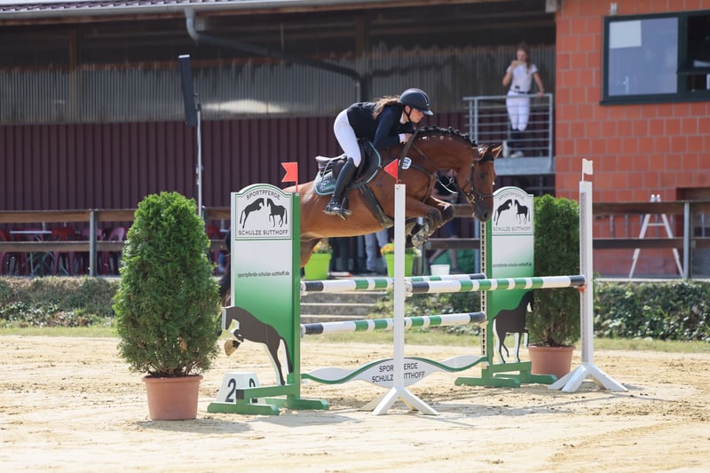 Deutsches Sportpferd, Wallach in Altenberge