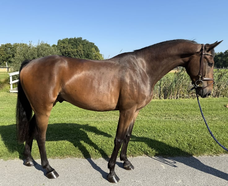 Deutsches Sportpferd, Wallach in Horstmar