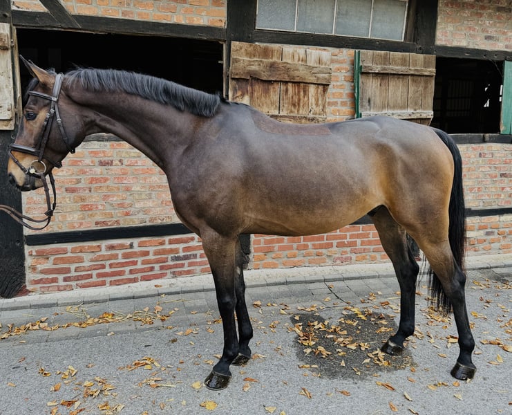 Deutsches Sportpferd, Wallach in Horstmar