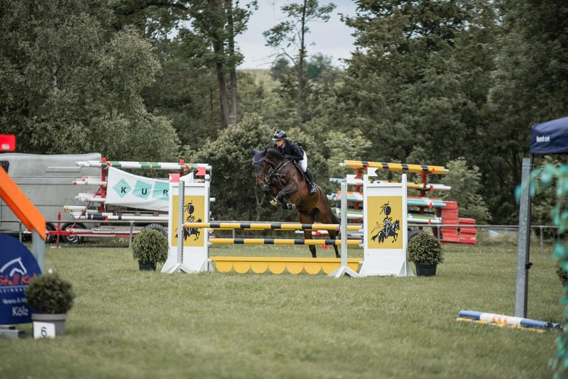Deutsches Sportpferd, Wallach in Eppingen