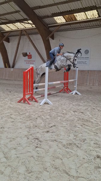 Deutsches Sportpferd, Wallach in Büttelborn