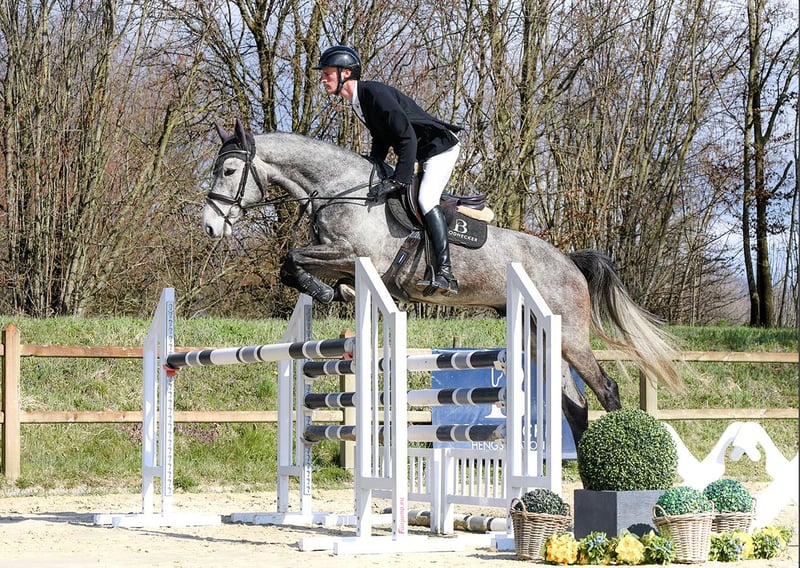 Deutsches Sportpferd, Wallach in Riedstadt